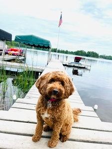 F1B Mini Goldendoodle Charlie of Minnie & Canyon